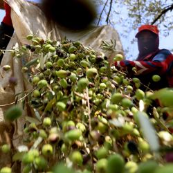 Trabajadores sirios clasifican aceitunas recién cosechadas cerca de la ciudad de Hasbaya, en el sur del Líbano, cerca de la frontera con Israel. | Foto:JOSEPH EID / AFP