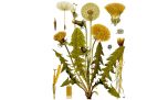 3 plantas para desintoxicar tu cuerpo de una manera saludable