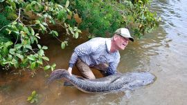 El Alto Paraná suele darnos grandes capturas, y esta no fue la excepción, con buenos dorados e importantes surubíes.