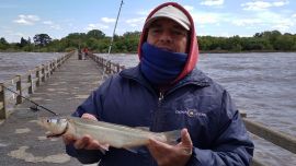 Son las últimas semanas de buen pique de pejerreyes en las costas del Río de la Plata.