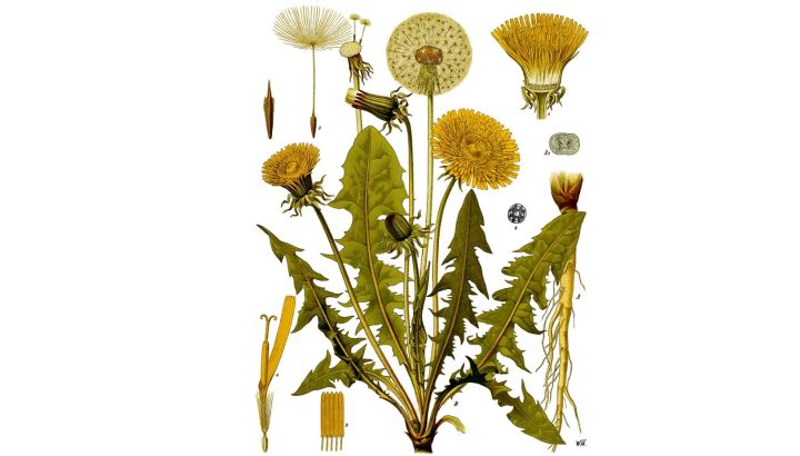 3 plantas para desintoxicar tu cuerpo de una manera saludable