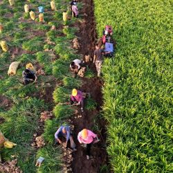 Vista aérea de aldeanos cosechando jengibres, en el distrito de Boai, en la provincia de Henan, en el centro de China. | Foto:Xinhua/Cheng Quan