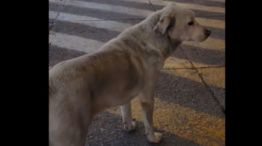 03-11-2023 Croto perro que espera a su dueño Córdoba