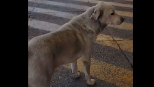 "Croto", el perro que espera en la puerta de un hospital a su dueño en Córdoba