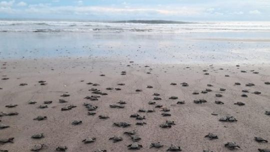 Liberan a miles de tortugas en peligro de extinción en las playas de Nicaragua