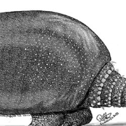 Imagen ilustrativa del Plohophorus avellaneda-