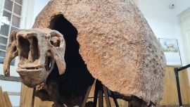 Entre los restos hallados se encontraba el cráneo de un gliptodonte.