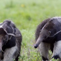 El regreso del oso hormiguero gigante a Corrientes se está dando a paso lento pero firme.