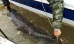 Comenzó a regir la veda para la pesca del surubí en toda la provincia de Santa Fe