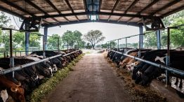 Operations Inside A Dairy Farm in India 