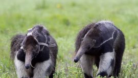 0711_oso hormiguero gigante