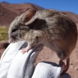 En las montañas, los ratones no tienen depredadores.