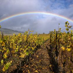 Esta fotografía muestra un arco iris sobre un viñedo en Pfaffenheim, en el este de Francia. | Foto:SEBASTIEN BOZÓN / AFP