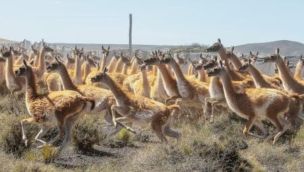 Una iniciativa de traslado de guanacos está causando una fuerte polémica