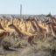 Una iniciativa de traslado de guanacos está causando una fuerte polémica