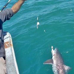 El cazón es parte del proyecto Conservar Tiburones en Argentina, trabajo que lleva ya más de 2.000 marcaciones. 