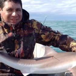 El cazón es parte del proyecto Conservar Tiburones en Argentina, trabajo que lleva ya más de 2.000 marcaciones. 