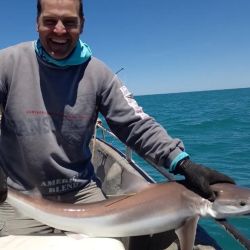 El cazón es parte del proyecto Conservar Tiburones en Argentina, trabajo que lleva ya más de 2.000 marcaciones. 