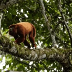 El mono aullador es una de las especies de simios que habitan en la Reserva Ecológica Santa Elena.
