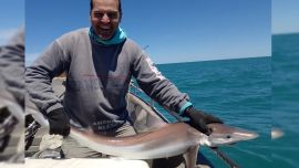 El cazón es parte del proyecto Conservar Tiburones en Argentina, trabajo que lleva ya más de 2.000 marcaciones.