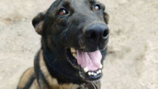 “Espartaco”, el perro policía que encontró a un hombre extraviado en El Diquecito