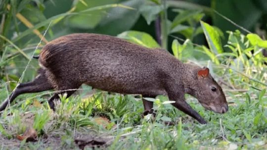 Sorpresa mundial: avistan a un animal totalmente desconocido en una reserva de Perú