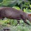0911_animal