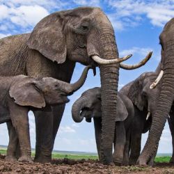 Los elefantes etiquetan a sus congéneres, un fenómeno que antes se sabía que ocurría solo en el lenguaje humano