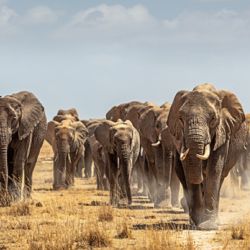Los investigadores descubrieron que la emisión de sonidos también les permite a los elefantes africanos comunicarse con otros ejemplares que se encuentran a mayores distancias