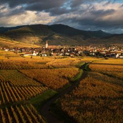 Esta fotografía aérea muestra los viñedos que rodean el pueblo alsaciano de Ammerschwihr, al amanecer. | Foto:PATRICK HERTZOG / AFP