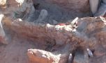 Descubren restos fósiles de un milenario y desconocido titanosaurio en Neuquén