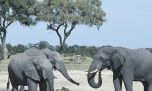 Increíble: los elefantes africanos se llaman por sus nombres propios