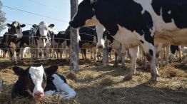 Vacas Tambo en Córdoba