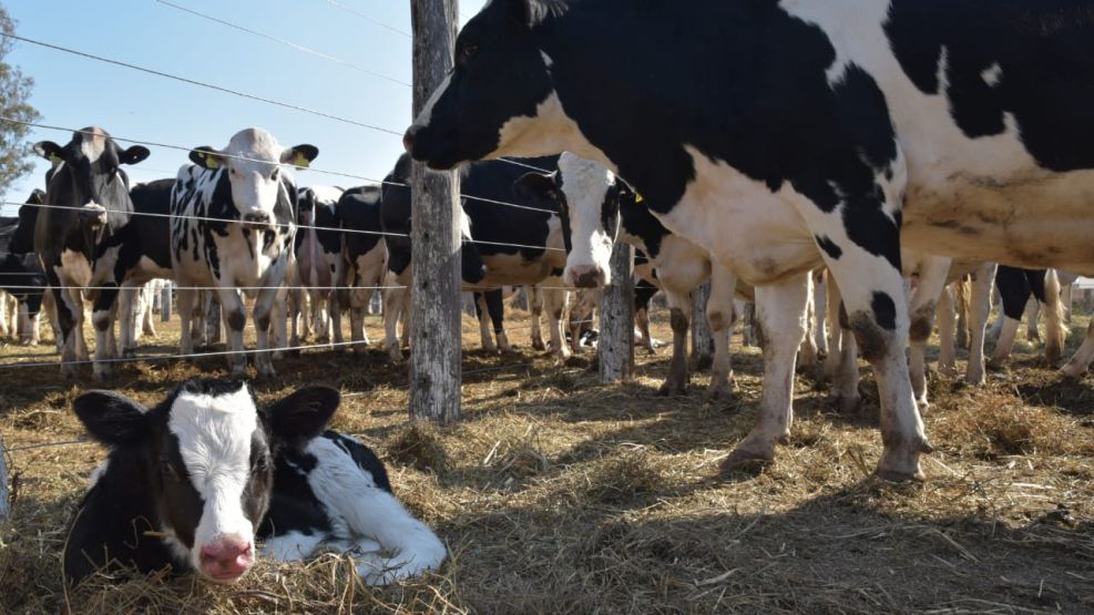 Vacas Tambo en Córdoba