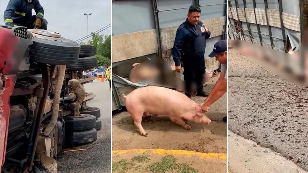 Vuelco de un camión jaula con Cerdos en Jesús María Córdoba