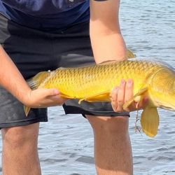 La carpa despertó pasiones como odios a lo largo de los últimos años, aunque cada vez tiene más adeptos a su pesca. 