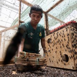 Un trabajador recolecta larvas de mosca soldado negra (Hermetia illucens) en la planta de producción para producir alimentos de manera sostenible y al mismo tiempo conservar el medio ambiente para animales y mascotas en Guápiles, Costa Rica. | Foto:EZEQUIEL BECERRA/AFP