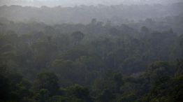 Logging Operations As Government Says Amazon Deforestation Slowing