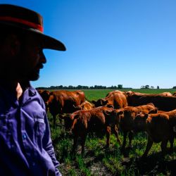 A worker looks at cattle at a farm in Saladillo, Buenos Aires Province, on November 9, 2023. 