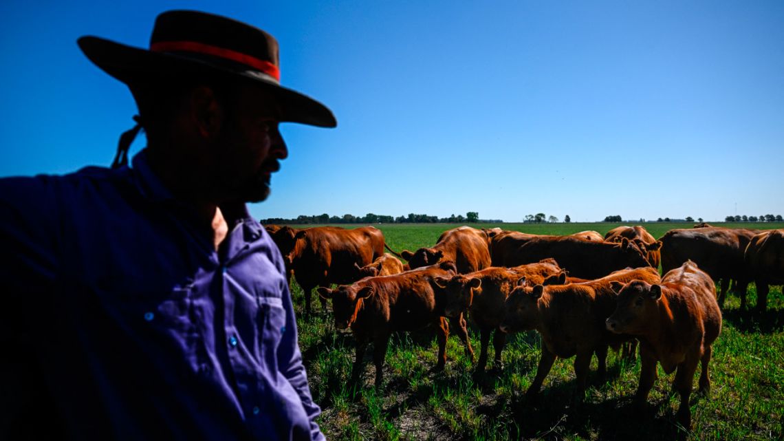 A worker looks at cattle at a farm in Saladillo, Buenos Aires Province, on November 9, 2023. 