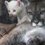 1411_puma albina