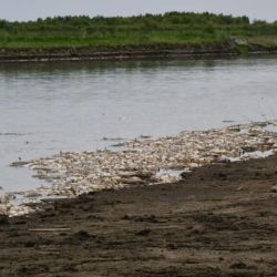 En ambas márgenes del río Salí, había distintas especies muertas, entre ellas, sábalos, bagres y algunos dorados.