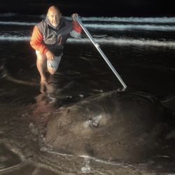 Captura sorpresa como inolvidable de un ejemplar que es récord en la costa bonaerense. 