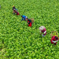 Los agricultores cosechan hortalizas en un campo en Cengong, en la provincia de Guizhou, al suroeste de China. | Foto:AFP