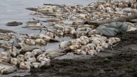 En ambas márgenes del río Salí, había distintas especies muertas, entre ellas, sábalos, bagres y algunos dorados.