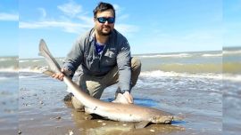 Dentro del importante proyecto ya se superaron las 800 marcaciones.