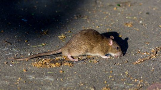 Alerta en Rosario por el aumento de ratas en la ciudad