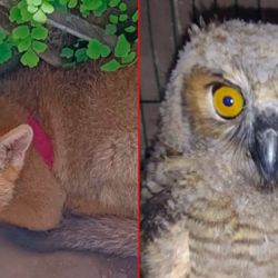 Los dos animales silvestres eran tenidos como mascotas.