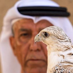 Un halcón se posa en el brazo de su entrenador durante el festival anual del patrimonio de las industrias y artesanías tradicionales en el mercado de Qattara en el emirato de al-Ain en el Golfo. | Foto:KARIM SAHIB / AFP
