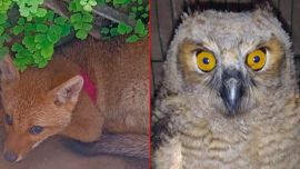 Los dos animales silvestres eran tenidos como mascotas.